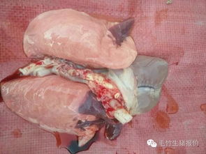 如何进行后备母猪猪肺炎支原体自然感染动态监测？