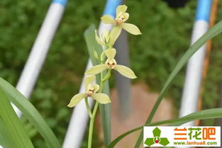 百菌清：兰草的守护神