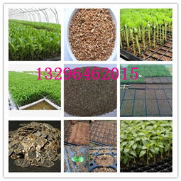 实际观察：蛭石的强大嫩力