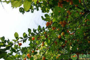 切花向日葵栽培技术，关注品种选择、种植管理及病虫害防治