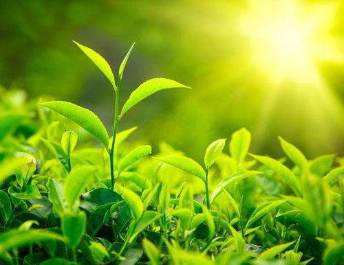 茶叶水妙用：浇灌植物的绿色魔法