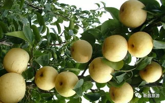 气候对产量的影响