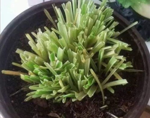 一、 种花，为校园添一抹绿意