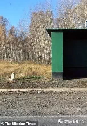 三抗品种的草种， 对抗严寒的秘密武器