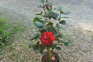 茶花移栽后的生死之谜