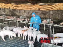 精确化饲养技术革新现代畜禽养殖
