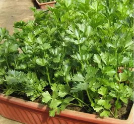 喜热型蔬菜，八月也要种起来