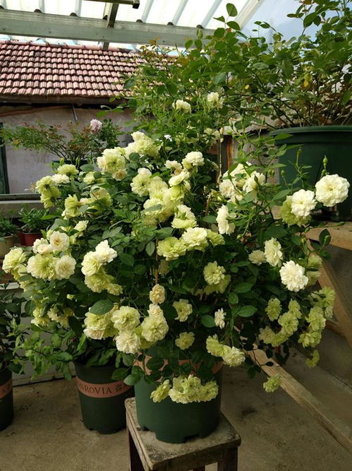 永远的科夫：奶油黄色加上淡绿色的独特花色