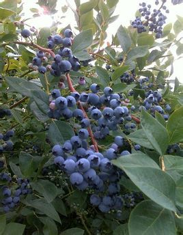 蓝莓树的外观特征