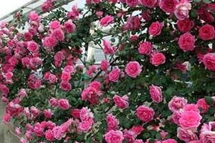 不同品种， 价格不同