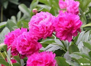 芍药施肥那些事儿