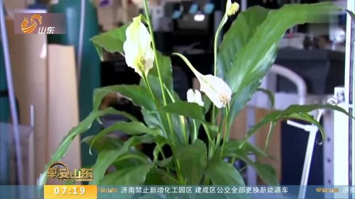 室内薄荷怎么养才能让它长得旺盛又健康