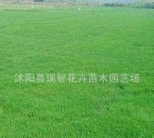 草坪草种选用的疑惑