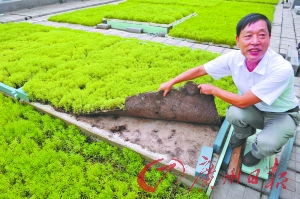 探秘四季常青的奥秘