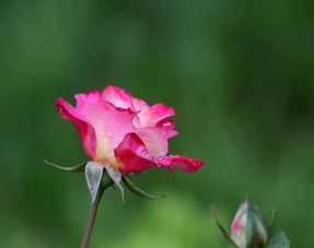 冬天的月季花为何会冻死？