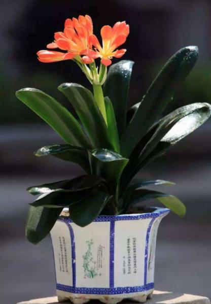 君子兰开花，寓意吉祥