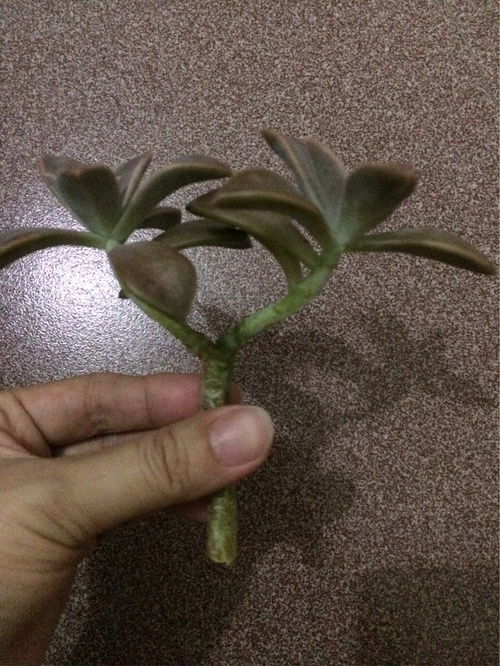 碧光环烂根了怎么处理？老桩如何有效发根
