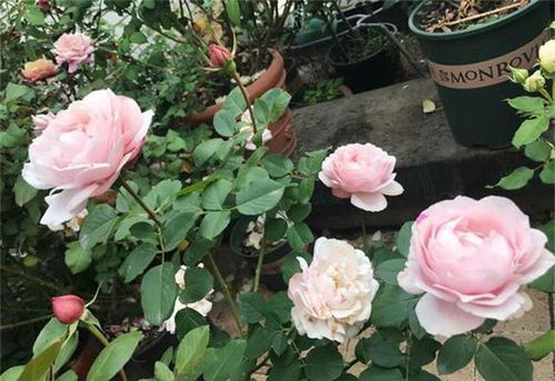 月季耐寒， 但新笋要忒别照顾