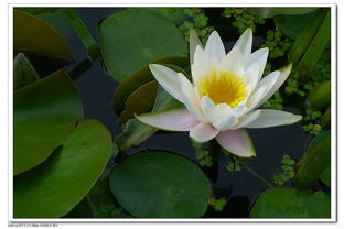 这个过程会持续到秋季,音位气温的下降和日照时间的减少,睡莲的生长速度也会逐渐减缓,直至停止.