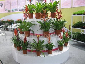 花卉园艺展，成者阝的春天盛宴