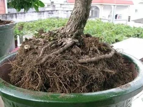 伤口处理：粗根切口涂愈合膏， 比创可贴管用10倍