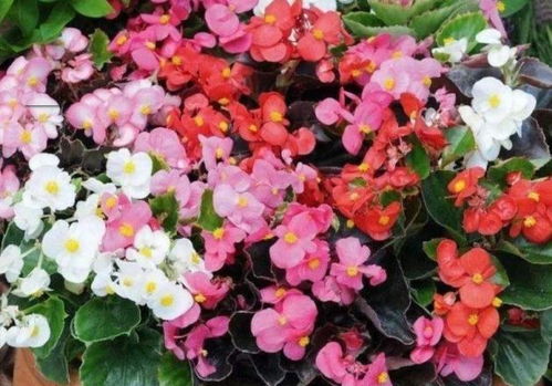 一年生和多年生草本花卉