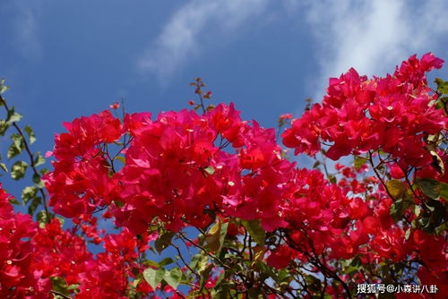 揭秘三角梅：植物界的瑰宝，如何定义其独特地位？