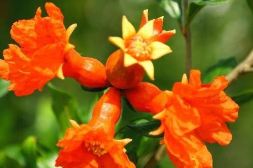 其他季节的花卉