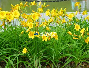 萱草的根，有点复杂哦