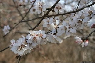 种植技巧：让种子在温暖的怀抱中茁壮成长