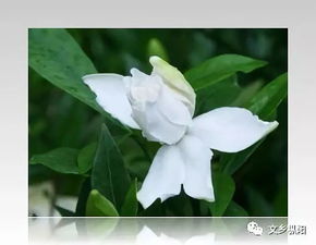 栀子花绽放，为何花型如此娇小