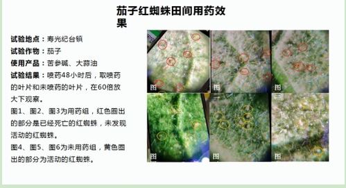 比方说,在病虫害防治方面,Ke以使用代森锰锌800倍溶液或1:1:120波尔多液进行喷雾或灌根防...