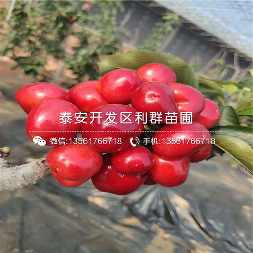 沙藏过程，得讲究