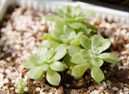 覆土后多久浇第一次水？