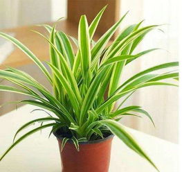 一、冬天了吊兰咋个剪喃？别急，我来教你