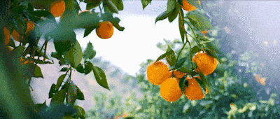 增甜剂到底是什么？