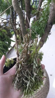招财树树干枯了怎么救活它