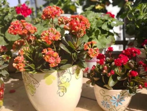 适量喂养，注意搭配