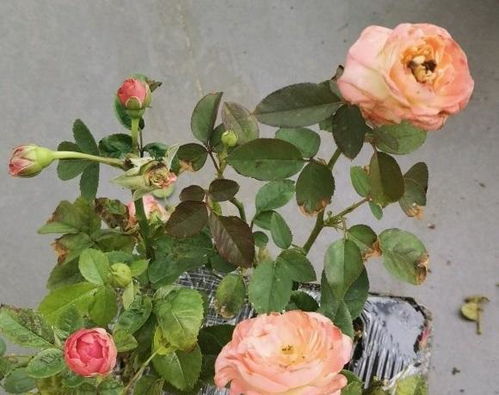 喷药防范，到底行不行？