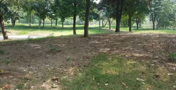 树荫下的草坪，嫩活吗？光照不足，影响大不大？