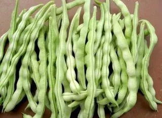 蚕豆、 豇豆、茭白等的锈病，大蒜紫斑病，防治有妙招