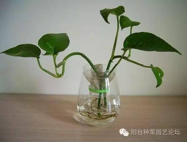 绿萝叶子黑了是水浇多了吗