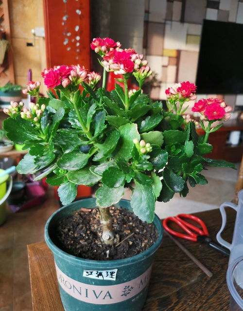 长寿花别养这三种人，否则花儿遭殃你心疼