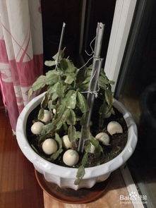 散尾葵冻伤干枯怎么办？如何挽救这株美丽的植物