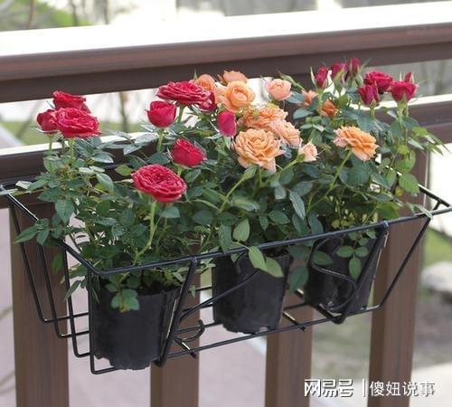 光照充足，开花梗容易