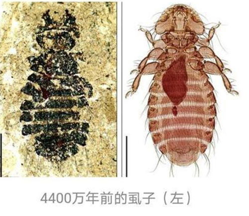 杀虫剂对虱子卵的作用