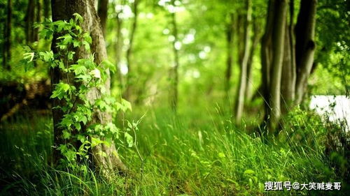 森林里有哪些神奇的植物？这几种真的超厉害