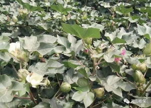 蛇麻最佳采摘期：花蕾初开时