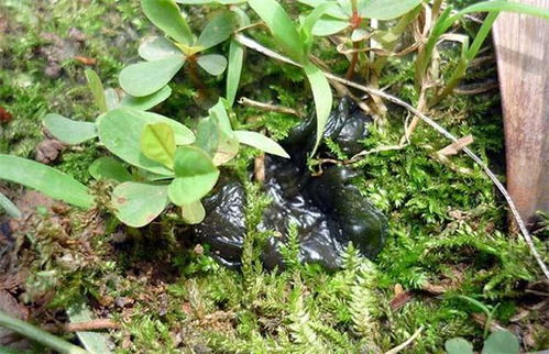 地皮菜的食用方法