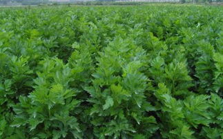 红叶荻：火焰冰淇淋